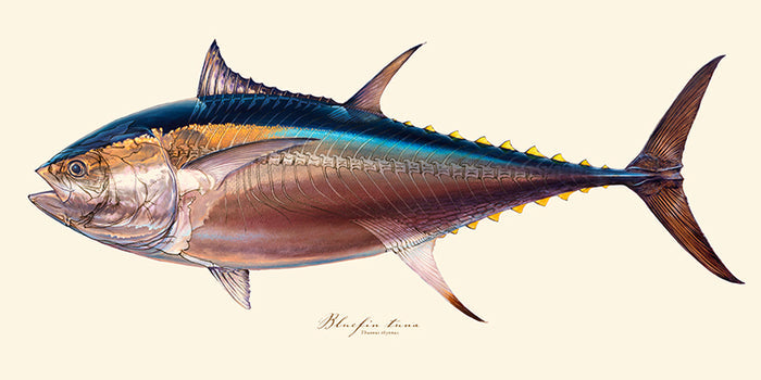 Bluefin skeleton glowthrough