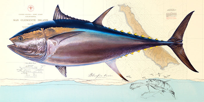 Bluefin Tuna