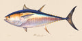 Bluefin Tuna