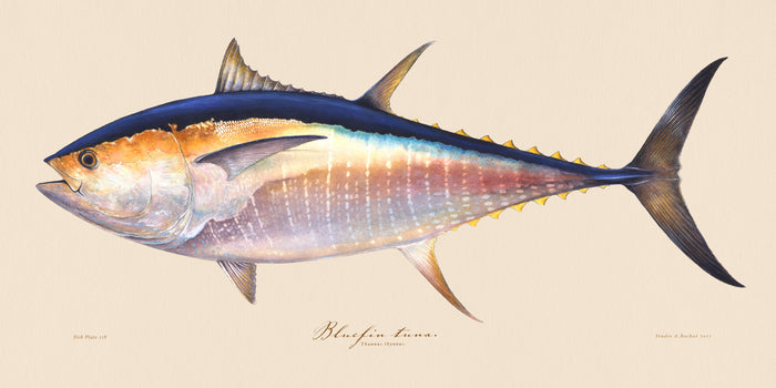 Bluefin Tuna