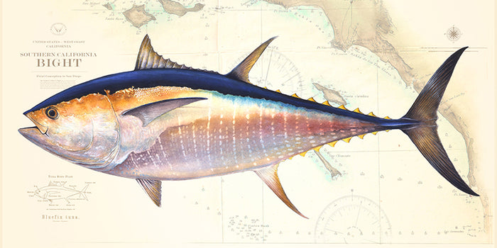Bluefin Tuna