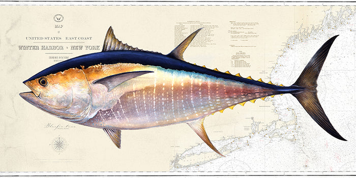 Bluefin Tuna