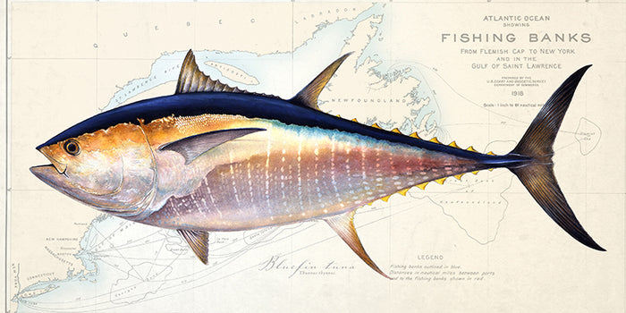 Bluefin Tuna
