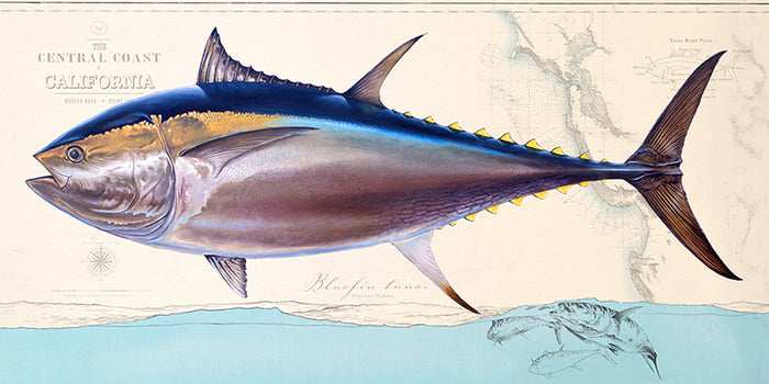 Bluefin Tuna