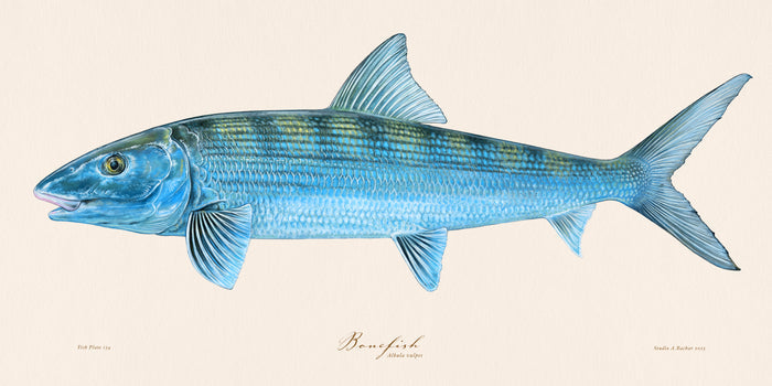 Bonefish