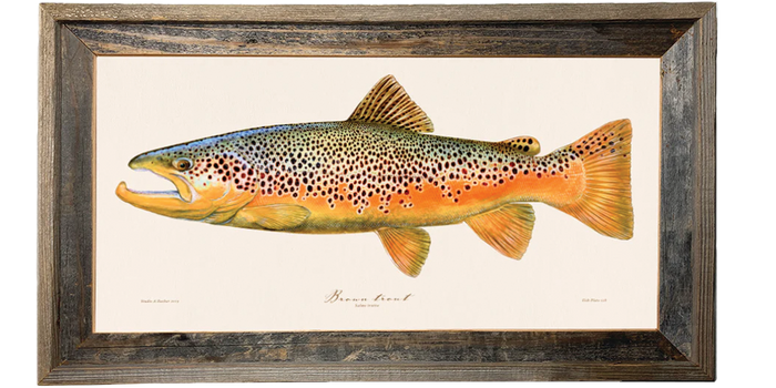 Brown Trout