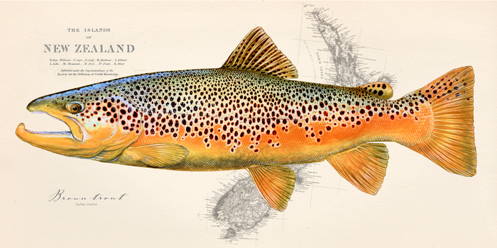 Brown Trout