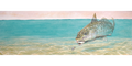 Corbina surface tension