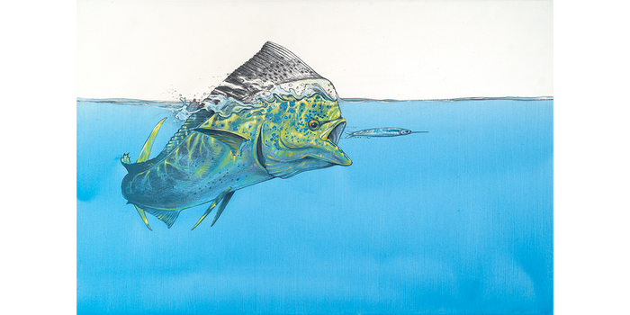 Dorado surface tension