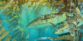 Kelp Room Seabass