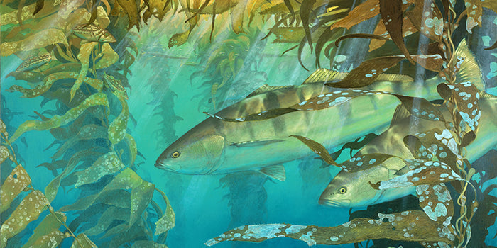 Kelp Room Seabass