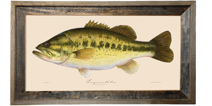 Largemouth bass Illustration 121