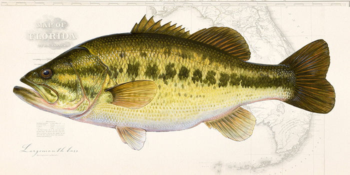 Largemouth