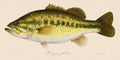 Largemouth