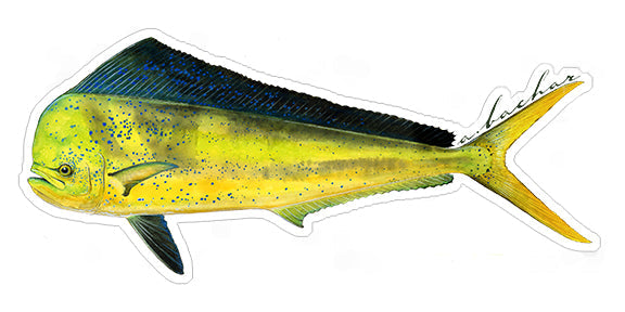 Mini Dorado Stickers (Pack of 5)