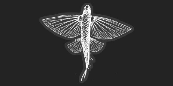 Mini Flyfish White Stickers (Pack of 5)
