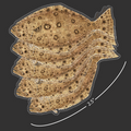 Mini Halibut Stickers (Pack of 5)