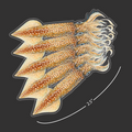 Mini Squid Stickers (Pack of 5)