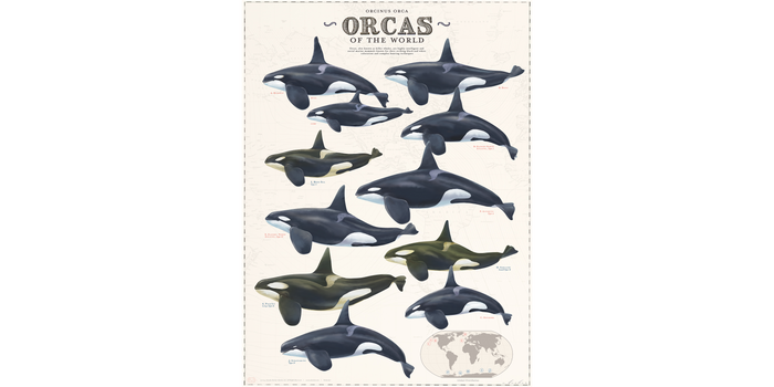 Orca Poster
