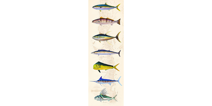 Pelagics over Baja Chart