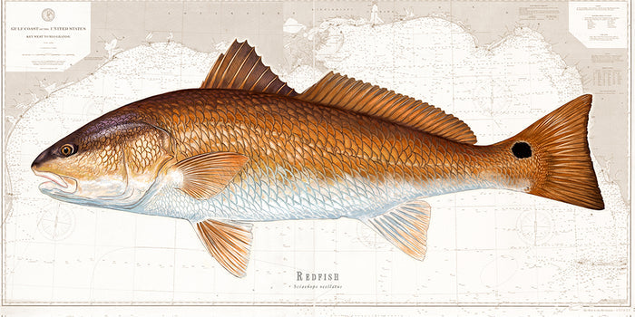 Redfish