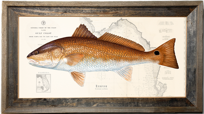Redfish