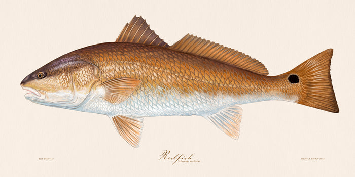 Redfish