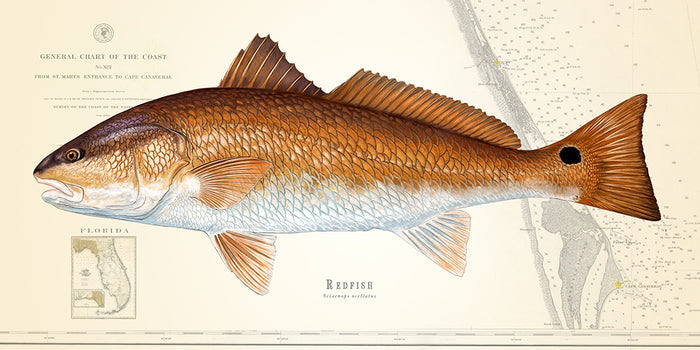 Redfish