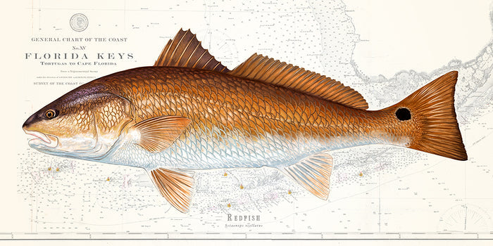Redfish
