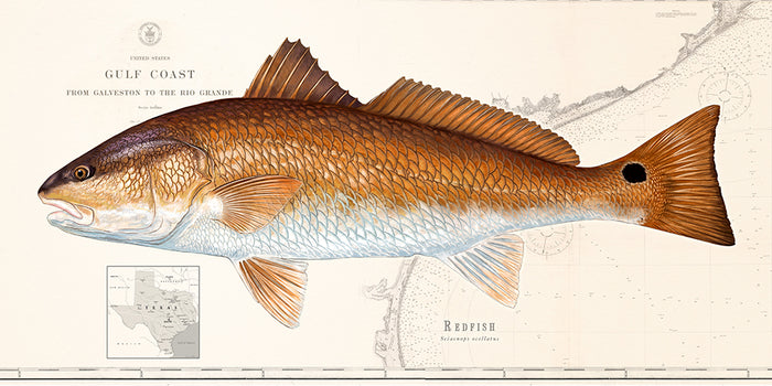 Redfish