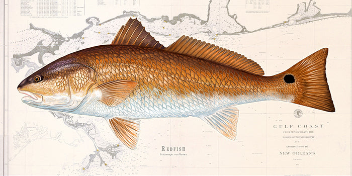 Redfish