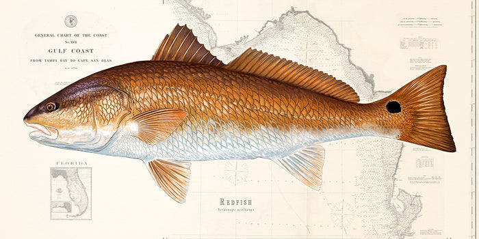 Redfish