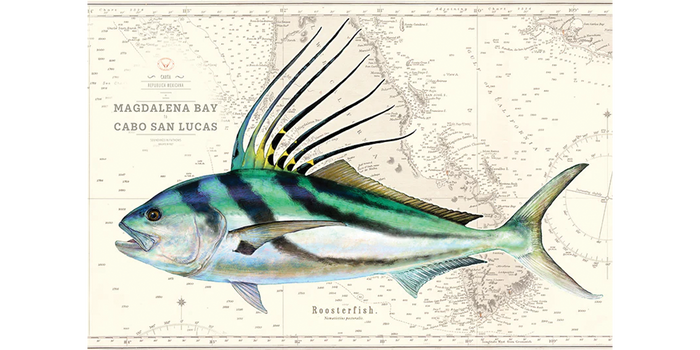 Roosterfish