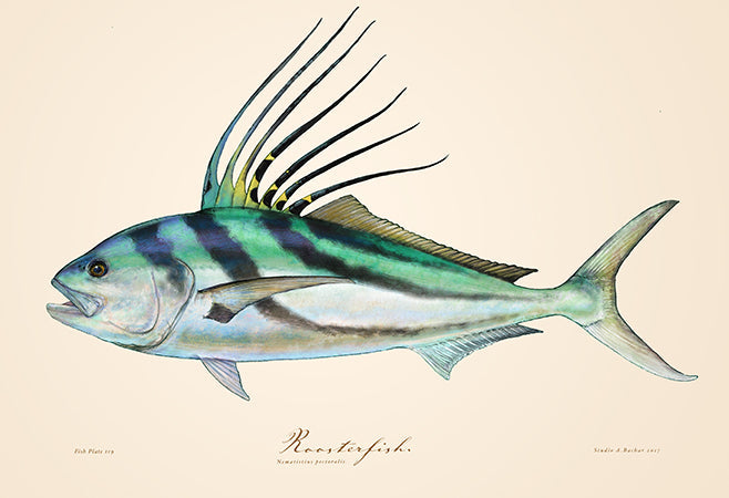 Roosterfish