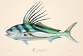 Roosterfish
