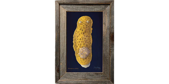 Sea Lemon