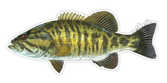 Smallmouth Bass - 8"