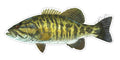 Smallmouth Bass - 8"