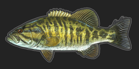 Smallmouth Bass - 8"