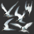 Tern sticker combo pack (SP)