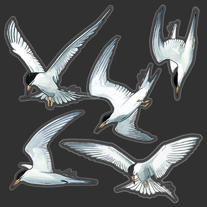 Tern sticker combo pack (SP)