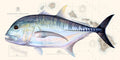 Ulua