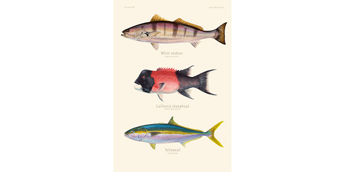 White Seabass, Sheephead, Yellowtail 303