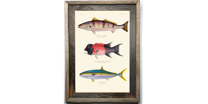White Seabass, Sheephead, Yellowtail 303
