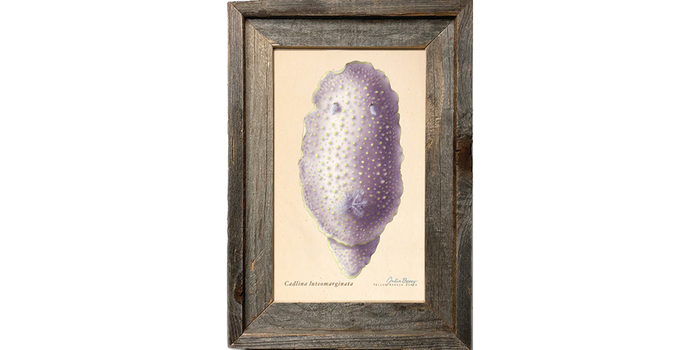 Yellow-Margin Dorid