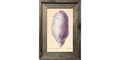 Yellow-Margin Dorid