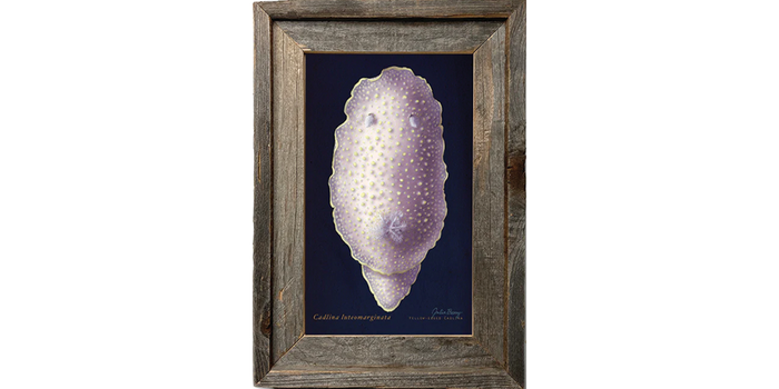 Yellow-Margin Dorid